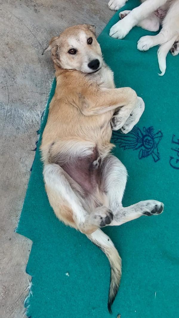 ETNA meraviglia in adozione Foto 9